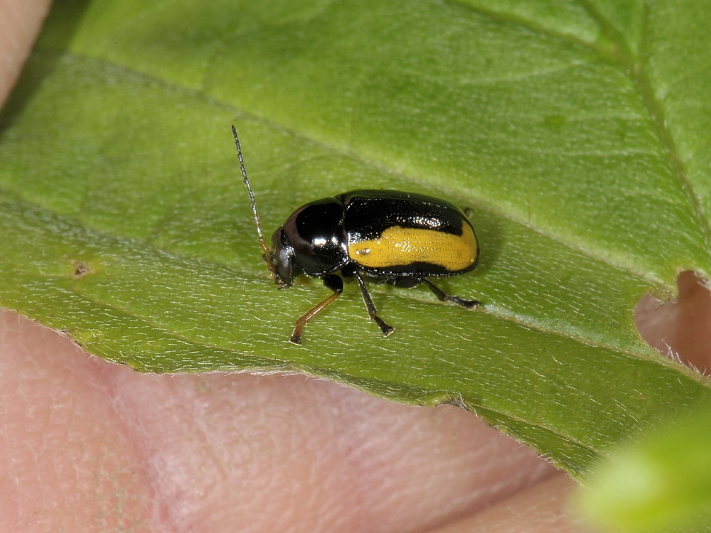 Cryptocephalus stragula